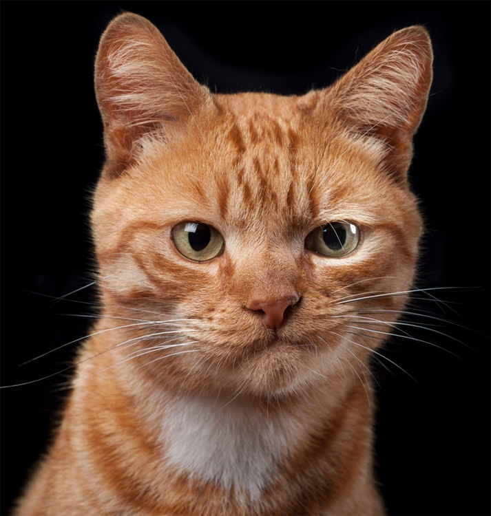 Cat-Portrait.jpg